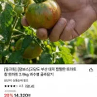 대저 짭짤한 토마토 2.5kg