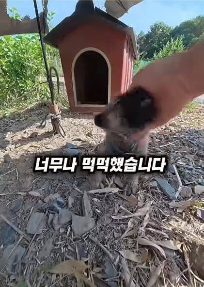 조회수1500만 견주 허락 없이 1개월 아기 강아지 그늘막 설치 사연, (15)