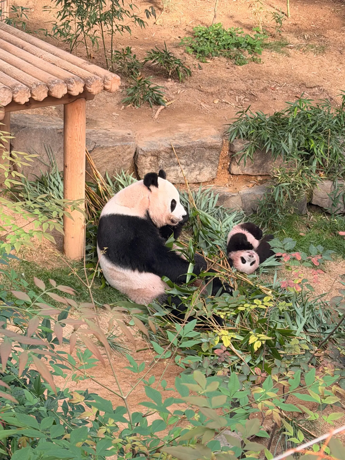 실내 방사장에 나와서 편하게 노는 아이바오와 슈바오 ❤🩵🐼 (3)