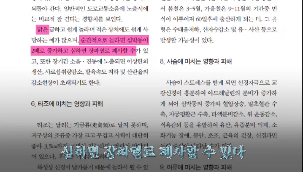 새들에겐 거의 전쟁난 수준이라는 불꽃축제 (42)