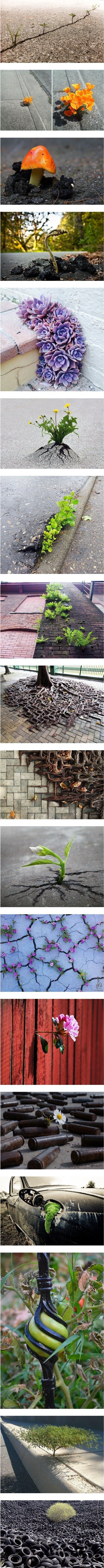 식물의 경이로운 생존력.