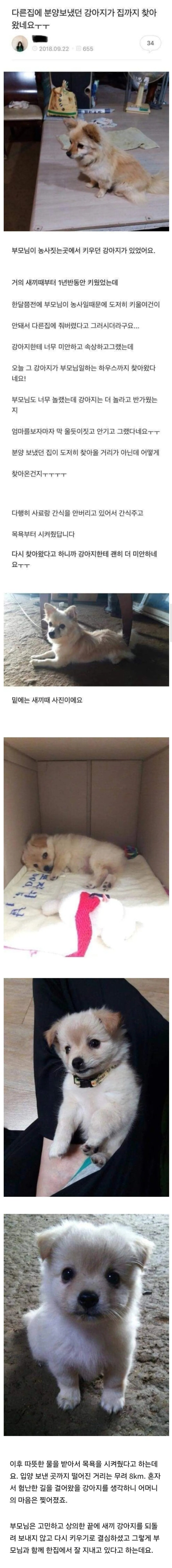 다른 집에 분양 보냈던 강아지가 집까지 찾아왔네요ㅜㅜ