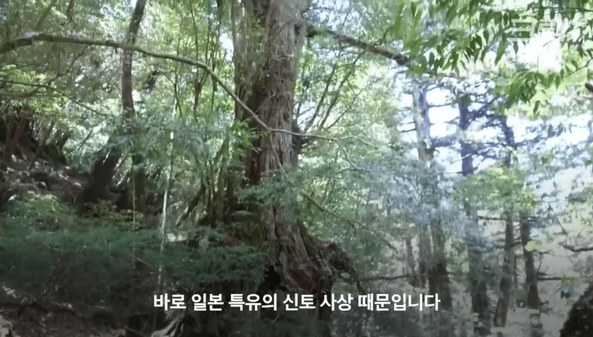 깜짝 .. 일본숲이 유독 무서운 이유 ㄹㅇ . (26)