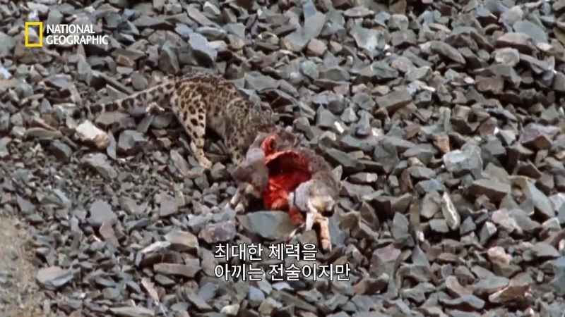 사냥 중 120m 절벽 아래로 떨어진 눈표범. jpg & YouT