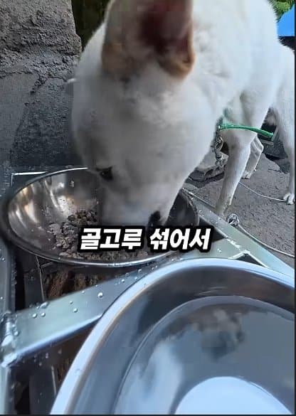 평생 목욕 한번 안 해본 차고지 지킴이 2살 한성이의 생애 첫 목욕대작전 (46)