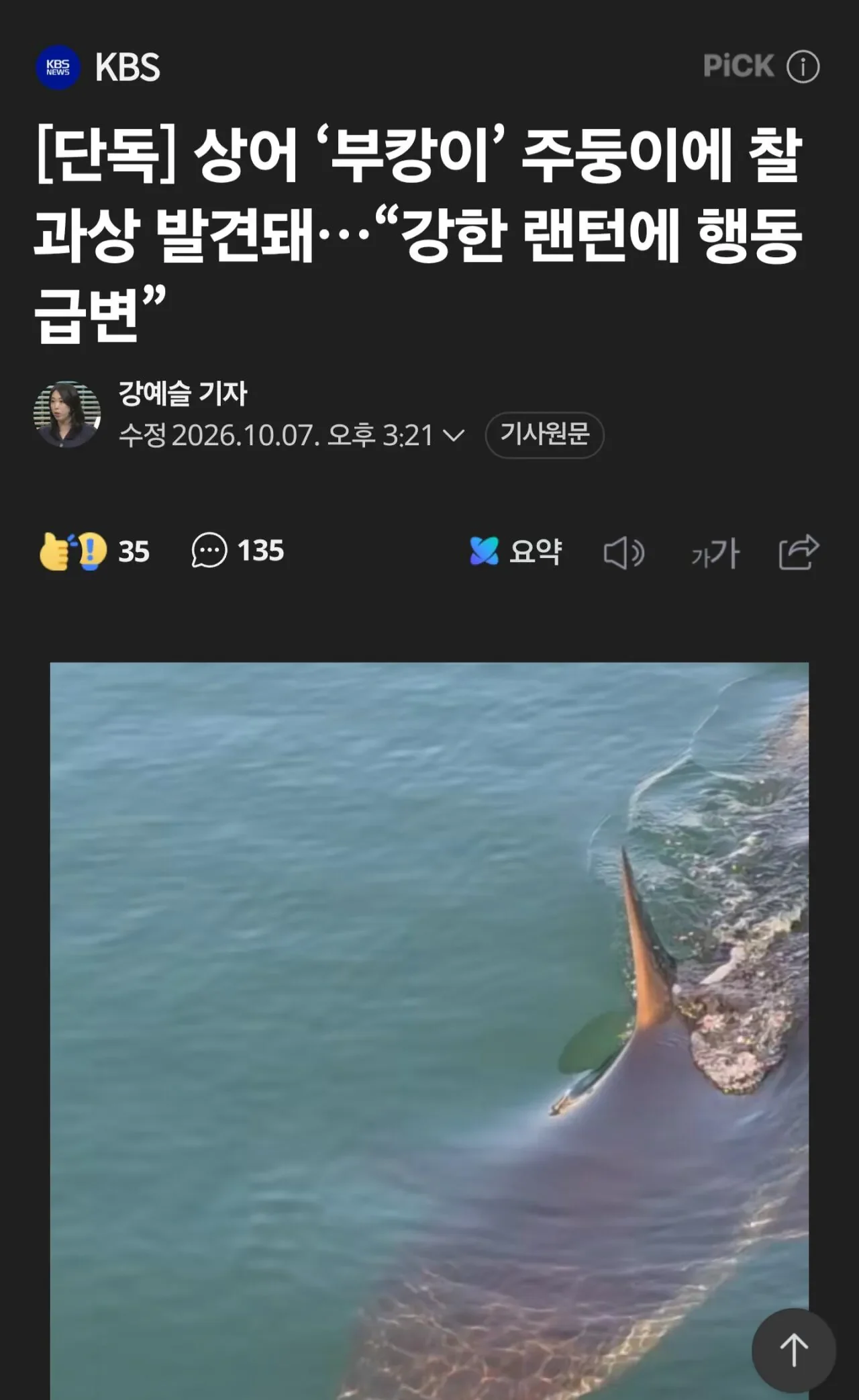 [단독] 상어 ‘부캉이’ 주둥이에 찰과상 발견돼…“강한 랜턴에 행동 급변”