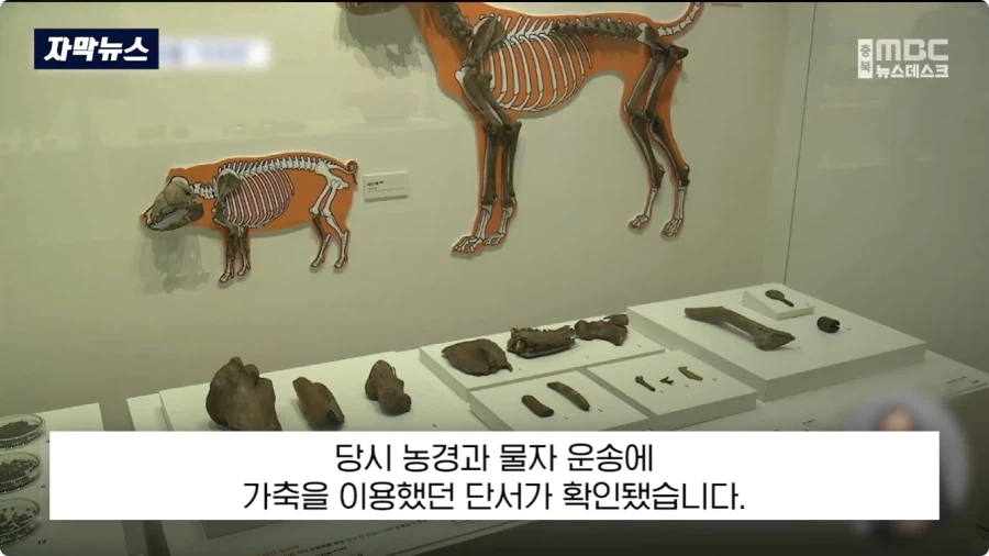 충주에서 1600년전 백제 유물 발견 (15)