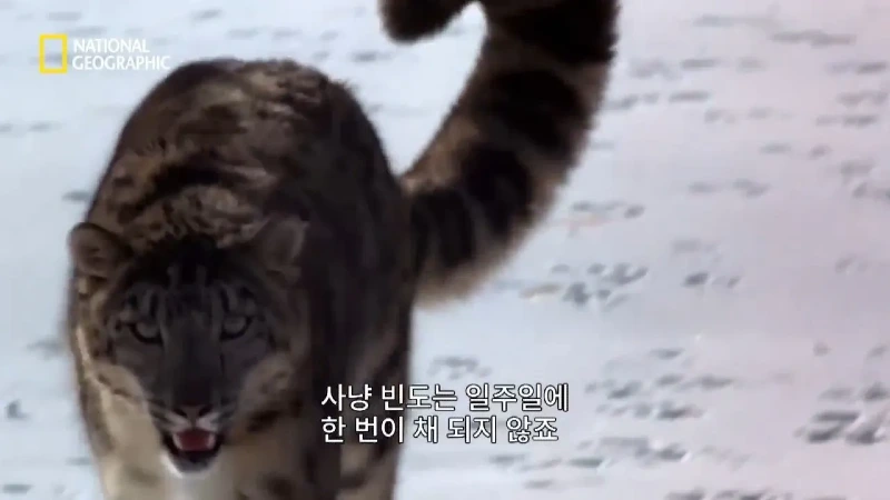 사냥 중 120m 절벽 아래로 떨어진 눈표범. jpg & YouT