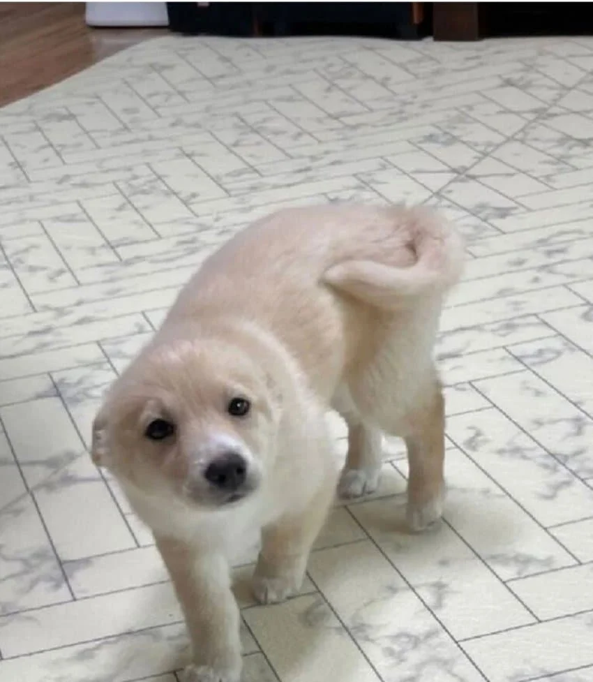강아지 존나 귀여운점
