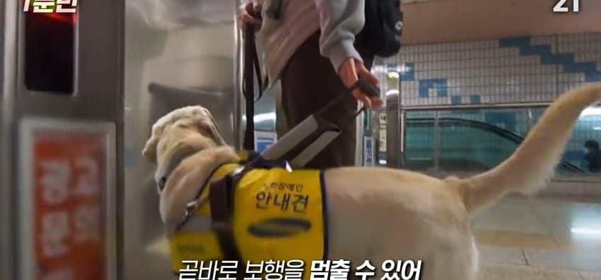 안내견은 목적지를 어떻게 아는 걸까? (23)