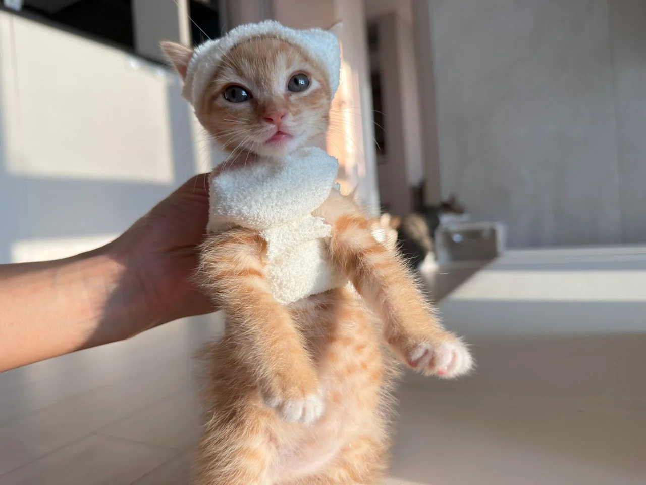 다이소 산 옷을 입는 고양이 (3)
