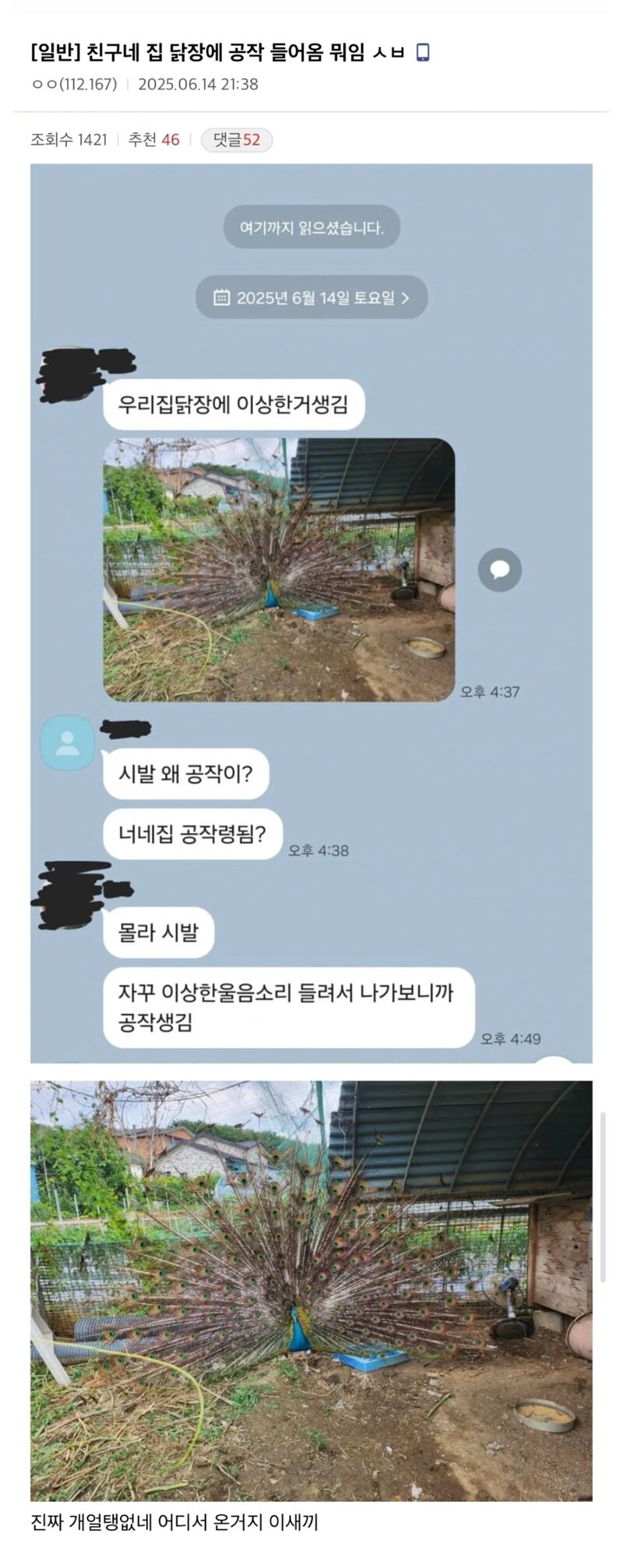 친구네 집 닭장에 공작 들어옴