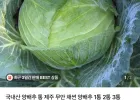 제주 양배추 2통 (3~4kg 내외)