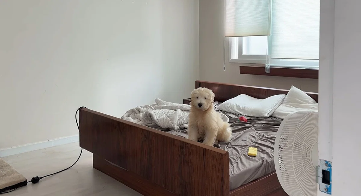 마치 참쌀선과 쌀로별같이 생긴 던네 아는 강아지 햇반이