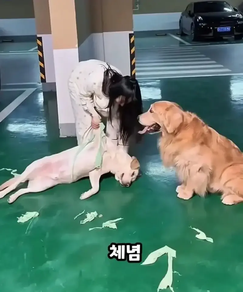 강아지 옷 동네 주민이랑 당근하면 안 되는 이유.jpgif