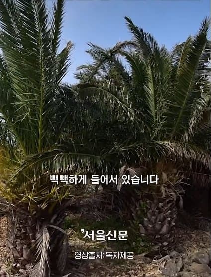 제주실종자가 발견 된 야자수 숲 가는 길을 밤에 직접 가본 기자.. (26)