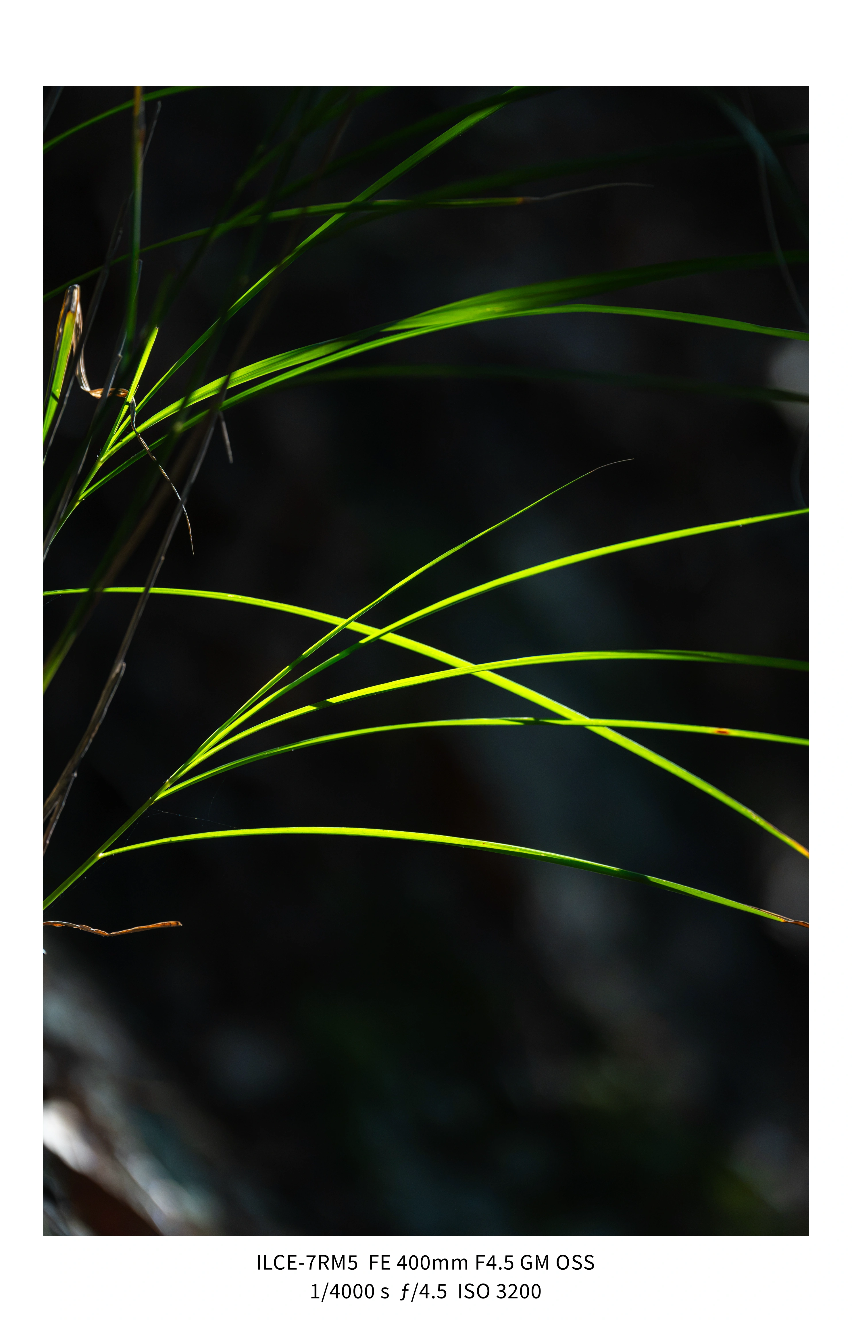 애기사백금(400mm F4.5 GM) non-새찍 작례 (25장) (4)
