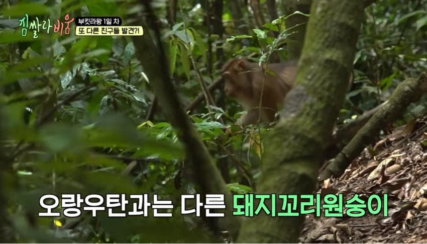 싱글벙글 정글에서 만나면 위험한 동물 (6)