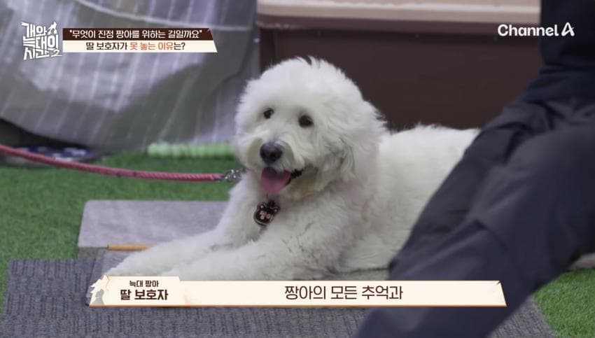 싱글벙글 반려견이 스트레스 받는데도 방송 촬영은 멈출 수 없다는 보호자 (17)