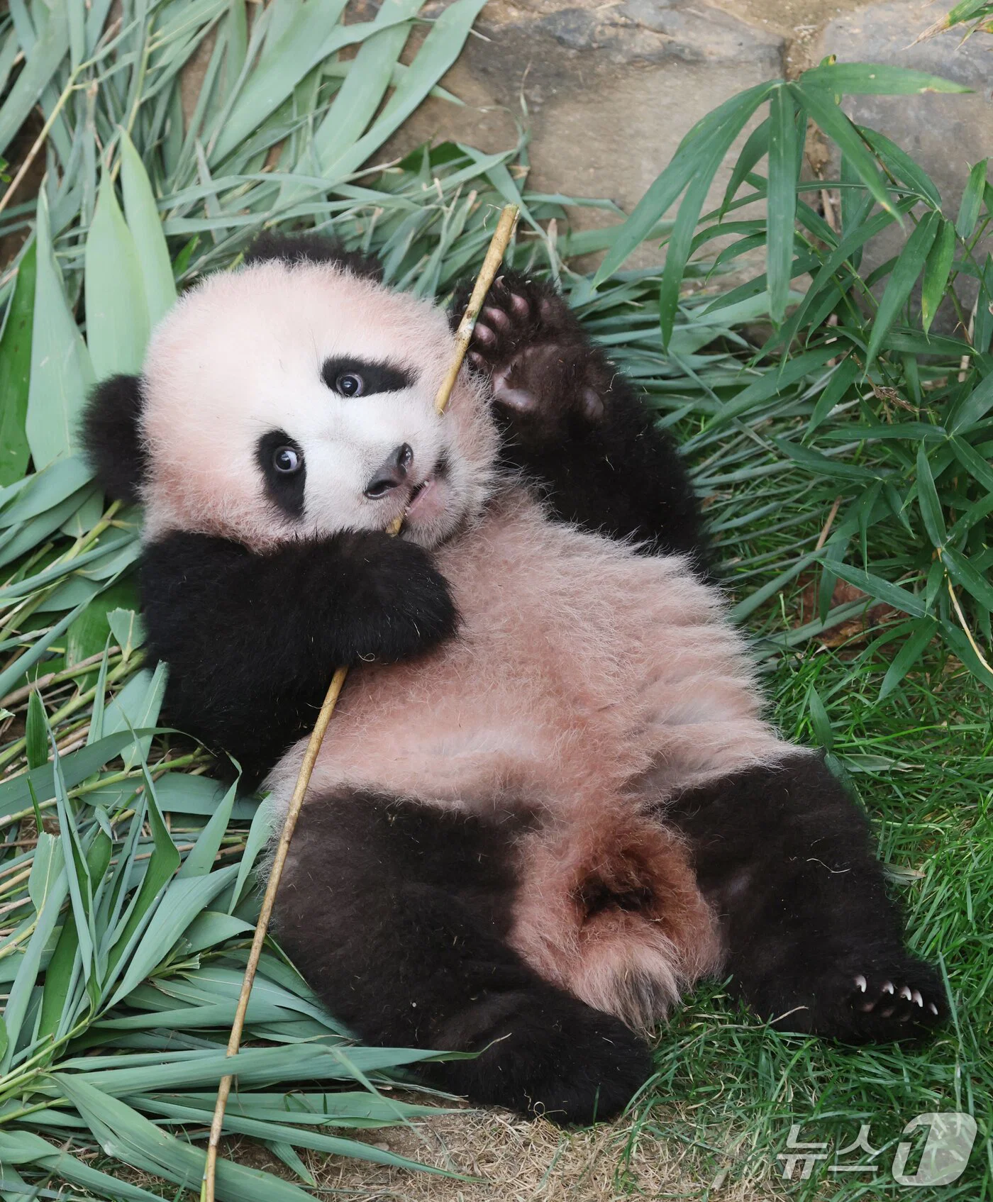혼자서도 잘 노는 막둥이 슈바오🐼🩵 (10)