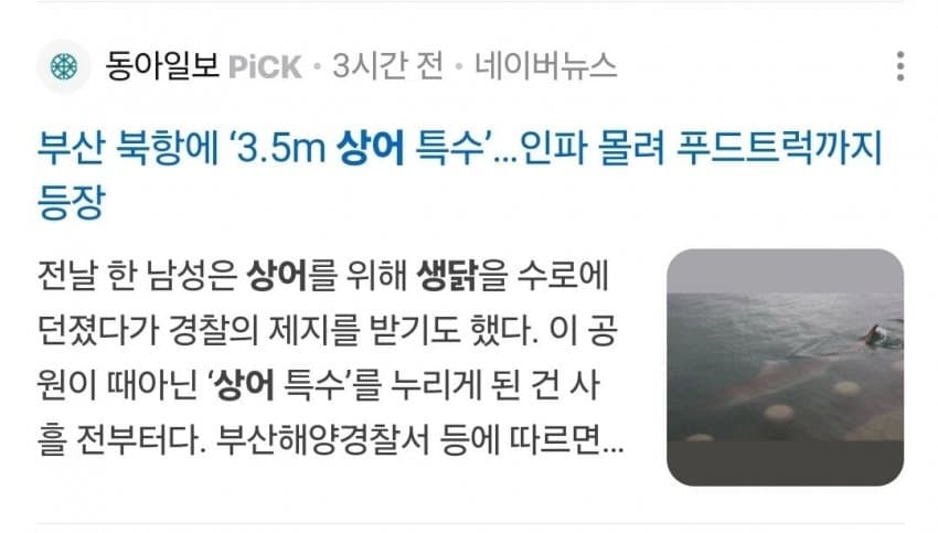 아재신 상어한테 생닭 던졌다 해경한테 잡혀갔다네요 (4)
