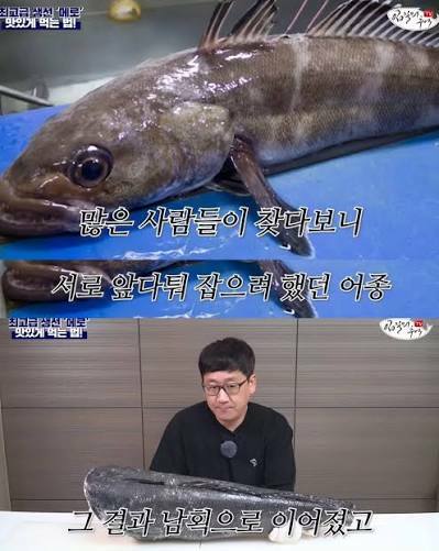 맛있어서 멸종직전까지갔던 비운의 생선 (3)