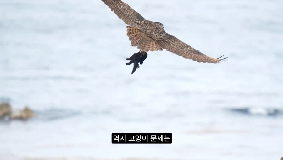 새덕후가 말하는 고양이 살처분 현실적 솔루션 (2)