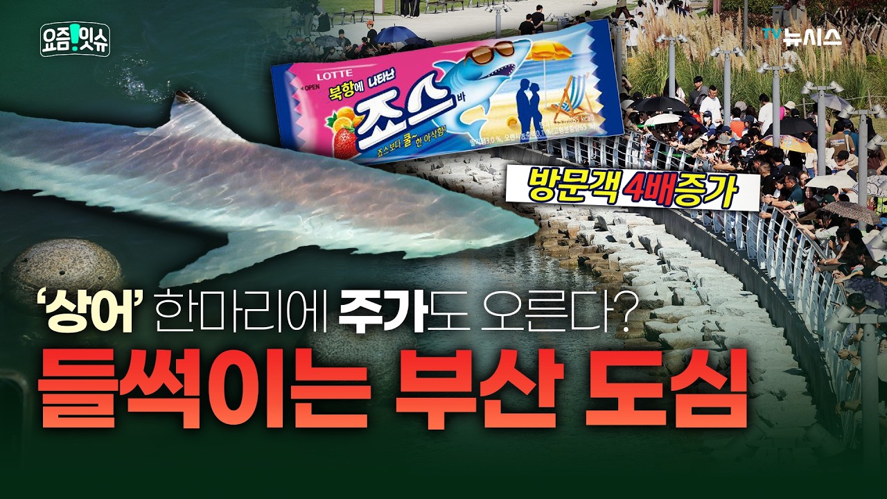 상어 한마리에 3만명 몰려, 부산 명소가 된 북항 (51)