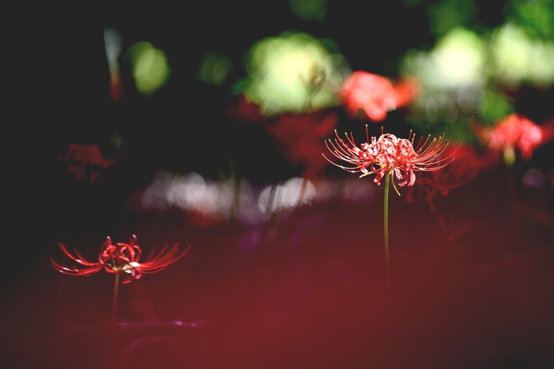꽃 사진 몇 장 (6)