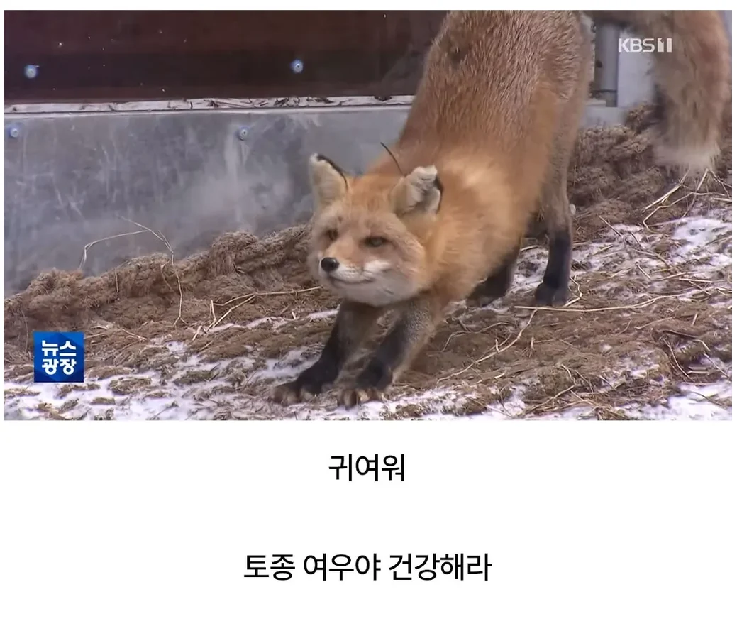 토종여우 근황 (5)