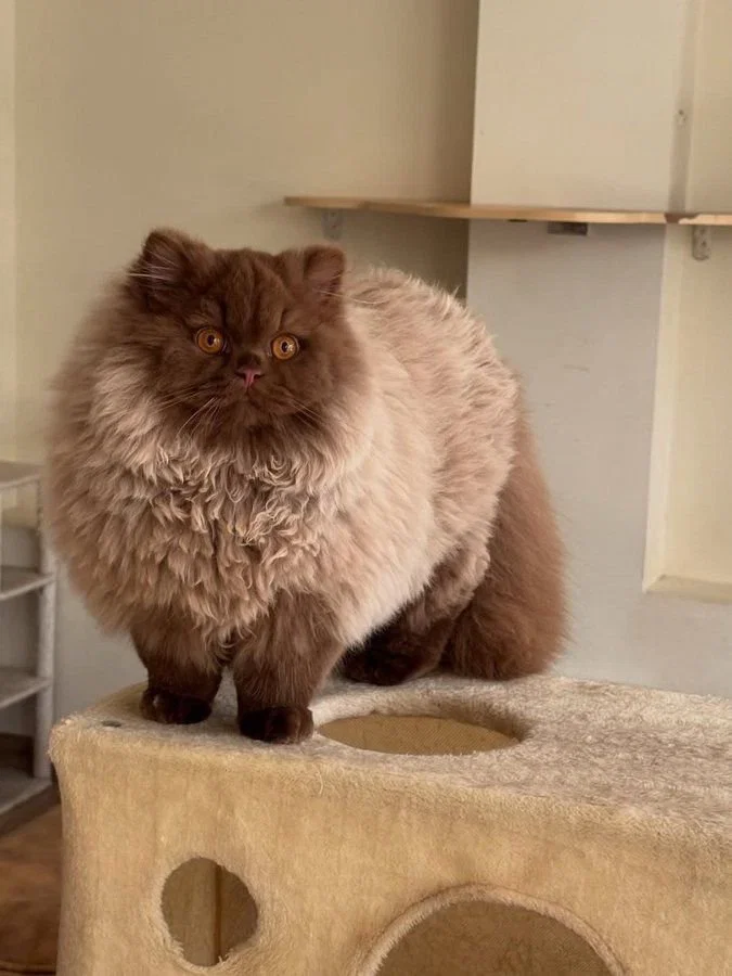 맘마를 맛있게 먹은게 분명한 아기냥이 (17)