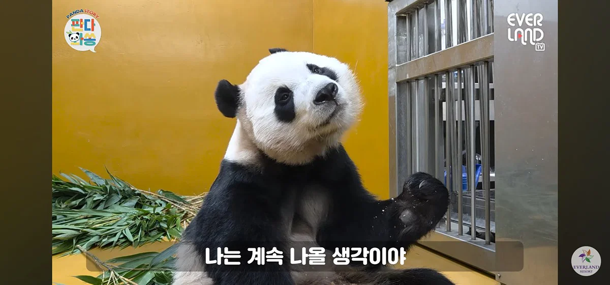 [판다와쏭] 루이후이 중국 유학 가기전까지 매일 출근하실거라는 송바오님💜🩷🐼🐼 (3)