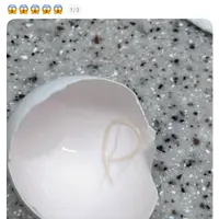 계란에서 나온것...(혐)