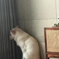 공포에 떠는 멍멍이...