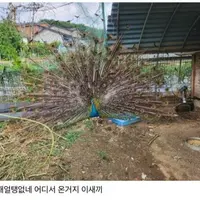 어느 시골집 마당에 들어온 야생 조류