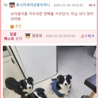 보더콜리: "1분이면 됩니다."