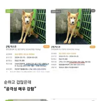 멀쩡한 개들을 공격성 매우 강함으로 바꾸고 안락사 시킨 보호소