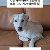 산책하는데 어떤 아저씨가 '당신 강아지 못생겨서 주는거야라라면서 5만원 주면 받는다 vs 안받는다 (대신 강아지가 알아들음)
