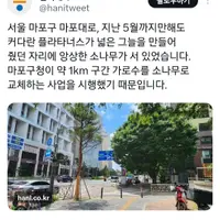 기존의 가로수 다 뽑고 소나무 심은 마포대로 가로수 현재 상태..