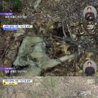 야산에서 잠자는 늑구 모습