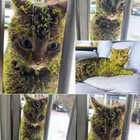 전술훈련 마치고 돌아온 고양이