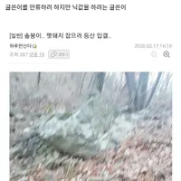 멧돼지 잡으러 산으로 간 디씨인