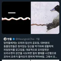 싱글벙글 오리와 싸우는 페미