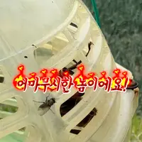 장수 말벌 여왕 크기