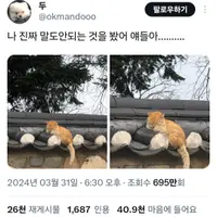 경주에서 자주 목격된다는 치즈 고양이