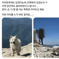 천황산 꼭대기에 강아지 혼자 있다고함