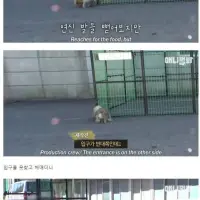 세상에서 가장 쉬웠다는 유기견 누렁이 포획