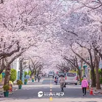 의외의 벚꽃명소라는 곳들...