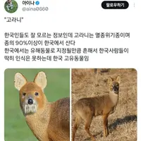 고라니를 처음 본 일본인들.