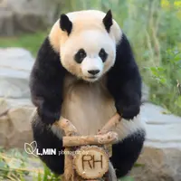 오토바이 손잡이 제대로 잡은 루이바오💜🐼